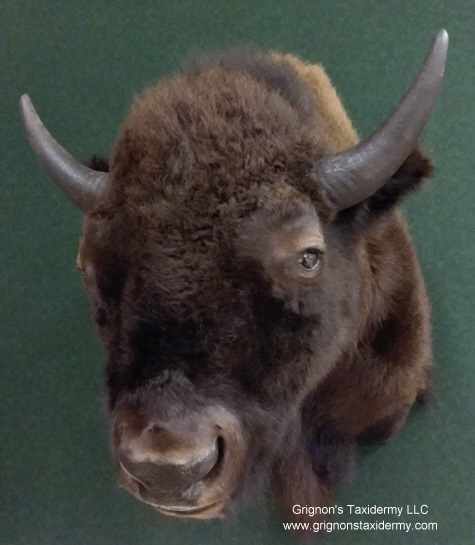 buffalo shoulder mount by Reimond Grignon